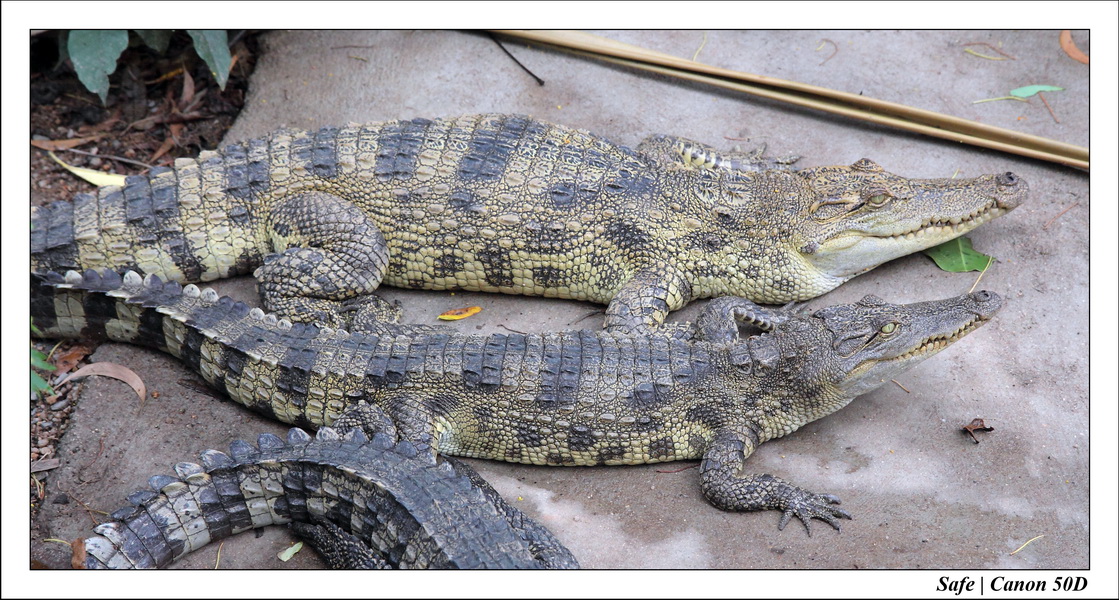 2009   08   Kho samui 06